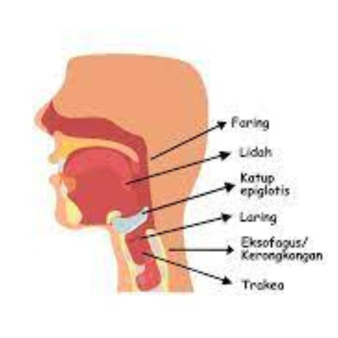Desain-tanpa-judul-46.png
